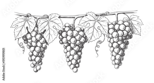 Three bunches of dark grapes hanging from a vine with leaves leaf
