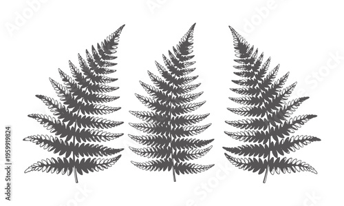 Three dark grey fern fronds arranged symmetrically a white plant leaf foliage