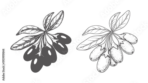 Two branches of goji berries one solid gray one line berry leaf fruit