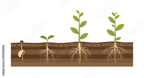 Plant Growth Stages and Development Cycle: From Seed Germination to Mature Plant with Roots in Soil, Detailed Flat Vector Illustration