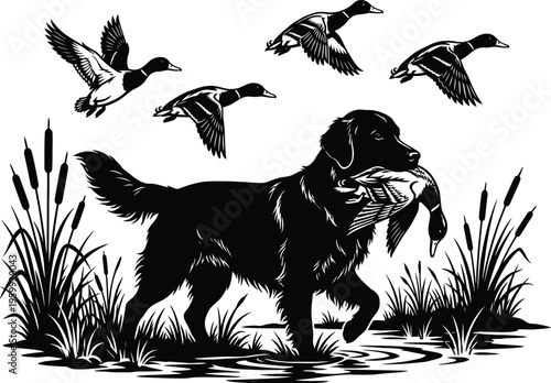 Dog retrieves duck in marsh with ducks flying overhead hunting scene vector illustration.