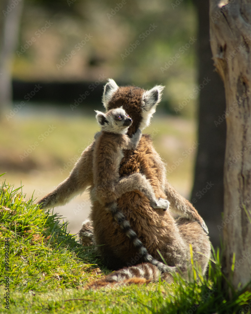 Naklejka premium lemur with mom