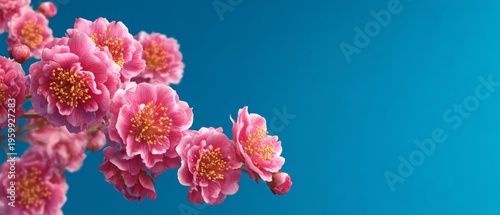 Blooming tranquility: when spring flowers dance on blue. High resolution. Vibrant spring blossoms with dew on petals, enhanced by a breezy vibe. Professional look. Lifestyle shot.