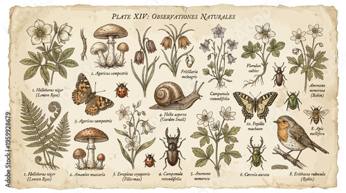 Vintage botanical illustrations of plants and wildlife.