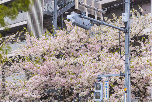 Cherry tree blooming with pink flowers against building and traffic light