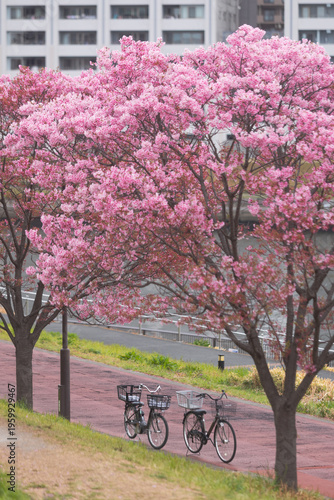 Two bicycles resting on a path alongside a river with vibrant pink cherry blossoms