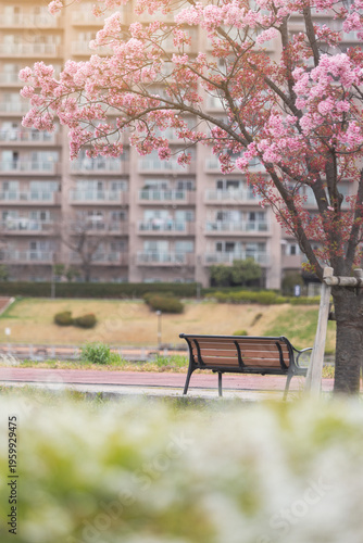 Cherry blossom tree blooming with pink flowers beside a park bench and apartment building