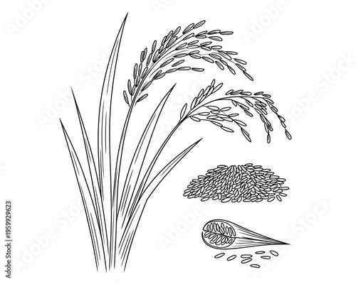 Rice plant with grains and seeds on white background