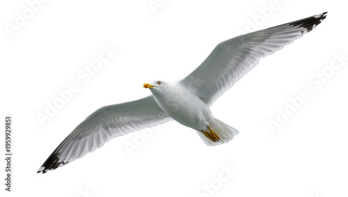 Obraz na płótnie Beautiful white gull in dynamic flight, showcasing its powerful wingspan and gra