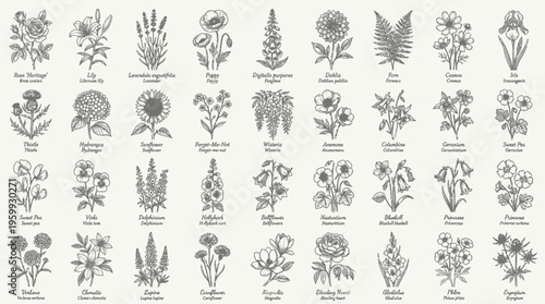 A collection of various botanical illustrations of flowers and plants.