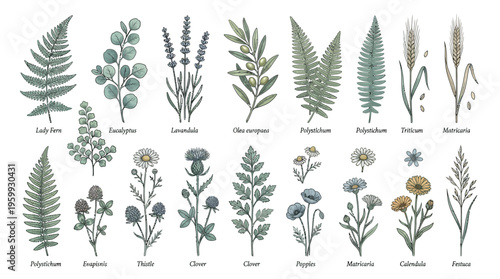 A collection of various plant illustrations.
