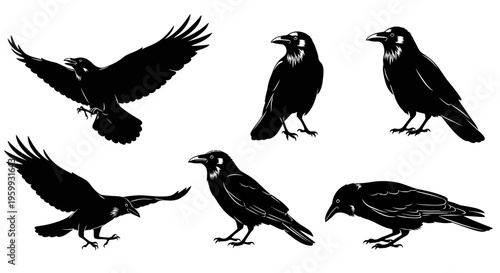 Silhouette of Crows and Ravens in Various Poses - Flying, Perching, and Walking