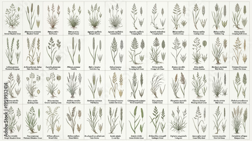 Collection of various plant species illustrations.