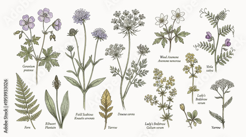 A collection of various wildflowers and plants.