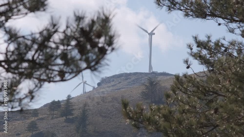 Wind Turbines on the Molise Hills Framed by Pine Trees, Italy