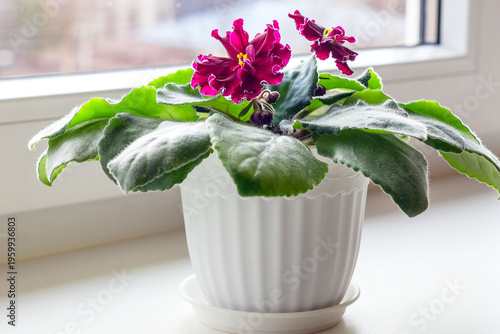 Obraz na plátně A flowering perennial Saintpaulia at home on a windowsill.