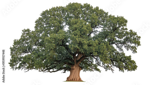 Bilde på lerret Majestic ancient oak tree with lush green foliage, a symbol of nature and streng