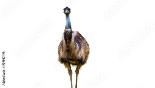 Canvastavla Curious emu bird looking directly at camera with long blue neck and brown feathe