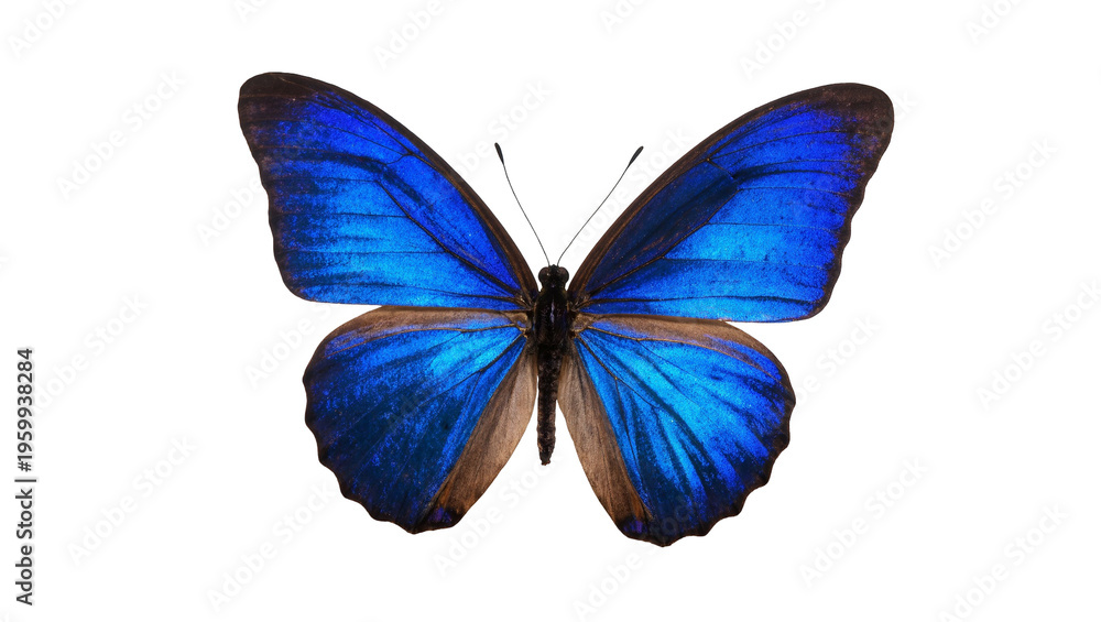 Fototapeta premium A vibrant blue Morpho butterfly with open wings showcases its iridescent beauty