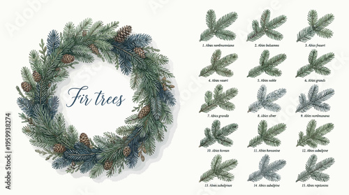 Fir tree wreath and various fir leaves.