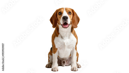 Vászonkép Adorable tri-color beagle dog sitting patiently, looking at camera with a happy