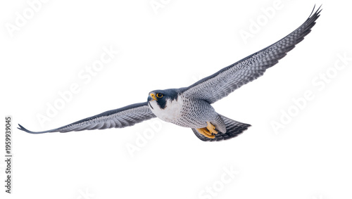 Tableau sur toile Close-up of a majestic peregrine falcon in full flight with powerful wings sprea