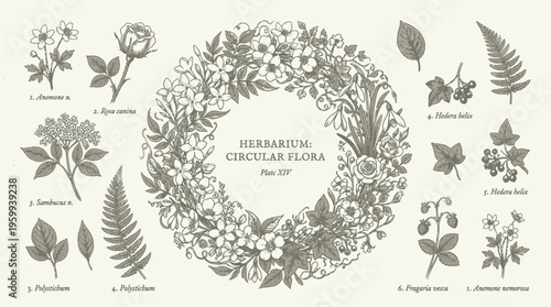 Herbarium collection of various plant species.