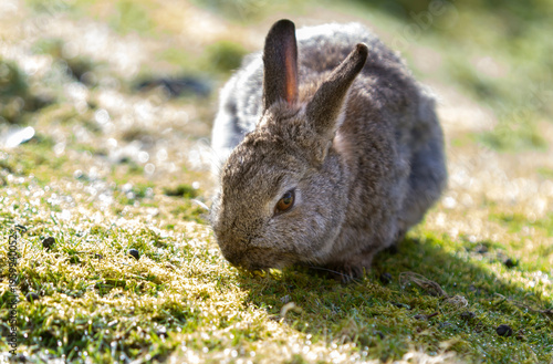 Cute single Bunny Rabbit, Oryctolagus cuniculus on the green grass natural habitat environment, Wild Ireland