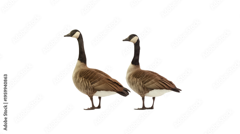 Obraz premium Two wild Canadian geese standing together viewed from the side with detailed feathers isolated on transparent background