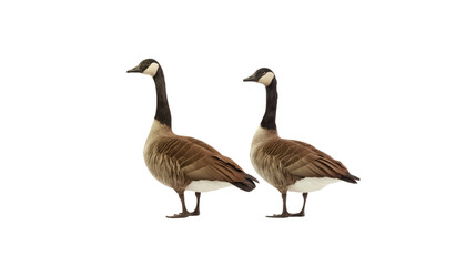 Two wild Canadian geese standing together viewed from the side with detailed feathers isolated on transparent background
