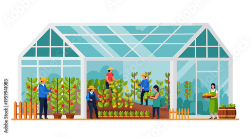 Greenhouse Farming: Farmers Harvesting Fresh Organic Fruits and Vegetables Vector Illustration