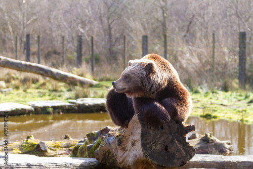 Big brown bear Ursus Arctos along the pond shore, natural habitat environment, Wild Ireland, spring sunny day