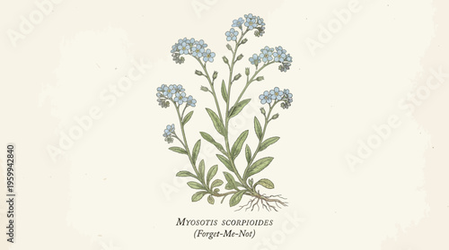 Beautiful botanical illustration of a flowering plant.