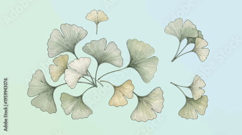 Ginkgo biloba leaves on gradient background.