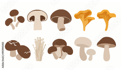 Different types of mushrooms vector illustration with various shapes and sizes isolated on white background