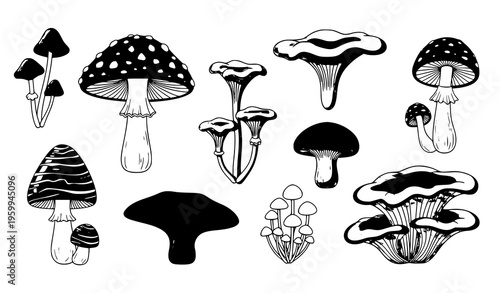 Cartoon mushroom vector set with different shapes and sizes colorful forest fungi illustration on white background