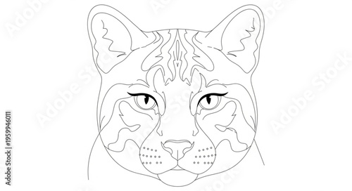 Detailed drawing of a lynx.