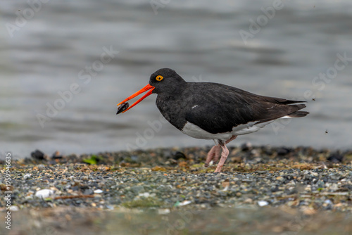 Magellanic Oystercatcher (Haematopus leucopodus)Carrying a mussel on Pebbled Shoreline. Patagonia Chili. 
