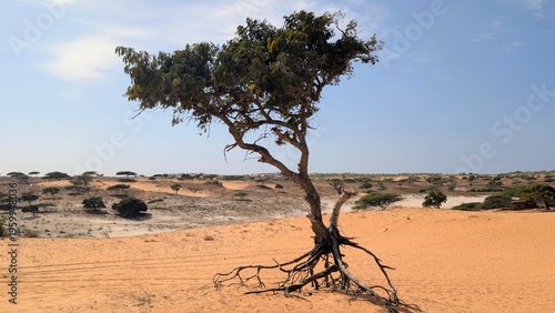Sénégal, désert de Lompoul