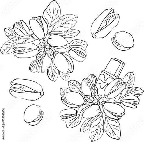 Hand-drawn vector illustration of pistachio nuts and leaves arranged in decorative compositions. Elegant black line art with detailed botanical elements, isolated on a light background. 