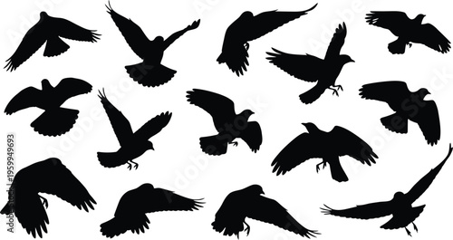 Silhouettes of birds in flight on white background