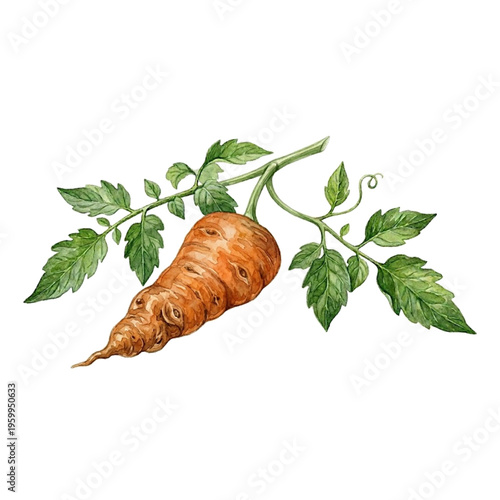 Fresh Carrot Vegetable Illustration Isolated on Transparent Background Vector EPS