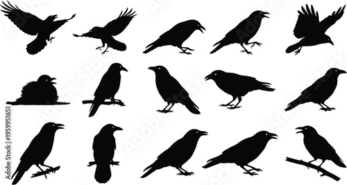 Silhouette of various birds in different poses and actions against a white background silhouette