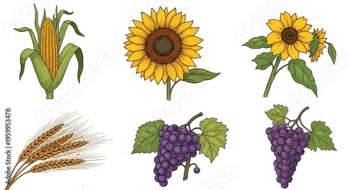 Hand-Drawn Agricultural Crops Vector Set: Corn, Sunflower, Wheat, and Grapes Illustrations