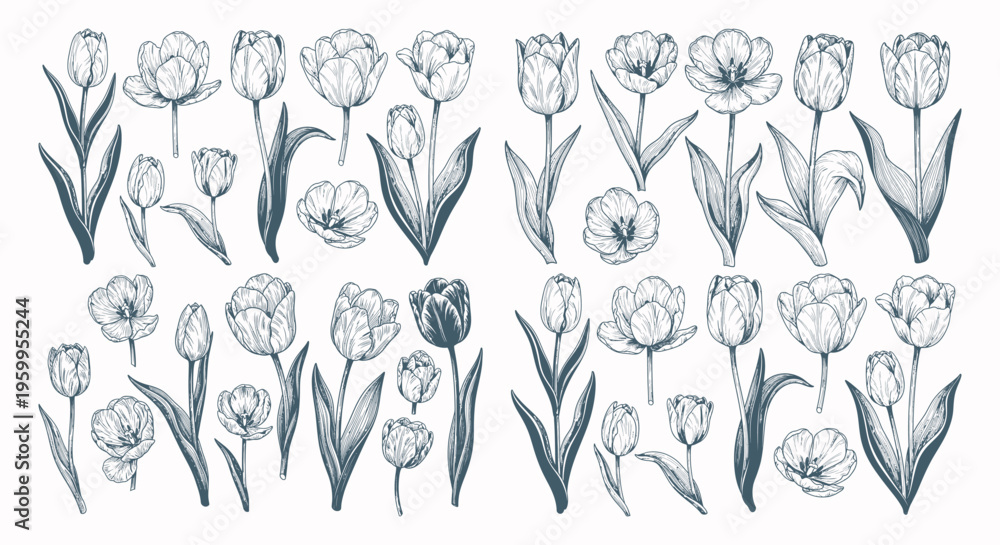 Fototapeta premium Tulips flowers in various stages bloom.