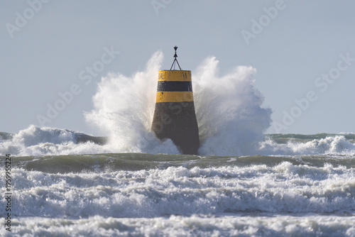 La vague et la cardinale
