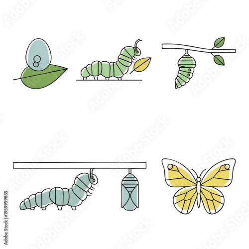 Life cycle of a butterfly stages.