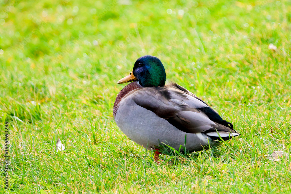 Obraz premium Mallard duck feeding at grassy riverbank beside calm water surface. Duck searching for food near shore, peaceful mood, wetland habitat, natural wildlife behavior concept
