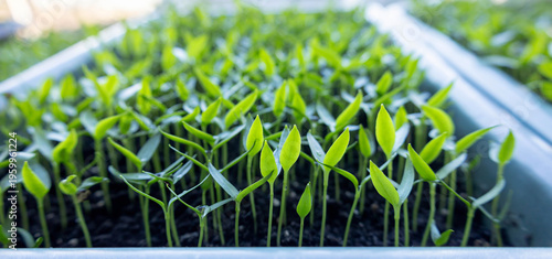 Young pepper or tomato seedlings in trays on a windowsill, home gardening concept
