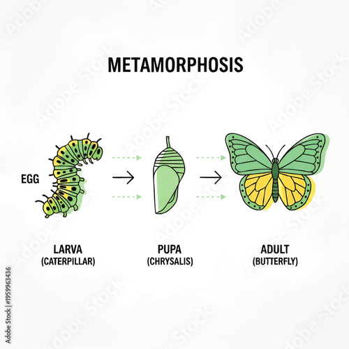 Life cycle of a butterfly metamorphosis.
